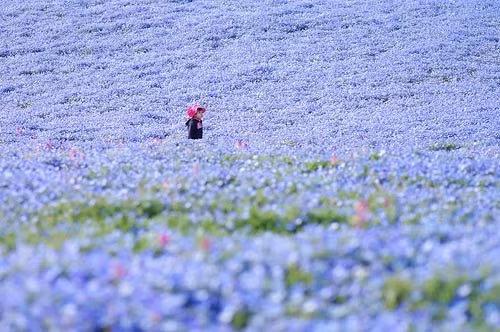 Thật khó để chụp được những bức ảnh quý giá như thế này khi không có sự xuất hiện của khách du lịch, chúng ta có thể ngắm hoa trọn vẹn hơn. Một cảnh tượng ngoạn mục ngỡ như chỉ có trong những bộ phim 3D Đi giữa vườn hoa này bạn sẽ ngỡ như bầu trời đang ở dưới chân mình