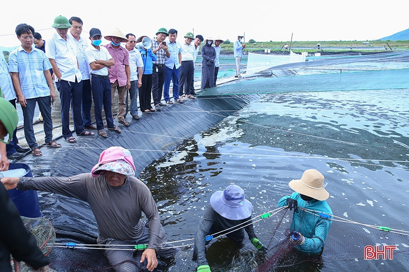 Nuôi tôm thâm canh 3 giai đoạn ở TP Hà Tĩnh “bỏ túi” hơn 500 triệu đồng/ha