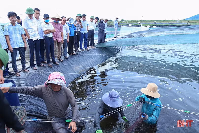 Nuôi tôm thâm canh 3 giai đoạn ở TP Hà Tĩnh “bỏ túi” hơn 500 triệu đồng/ha