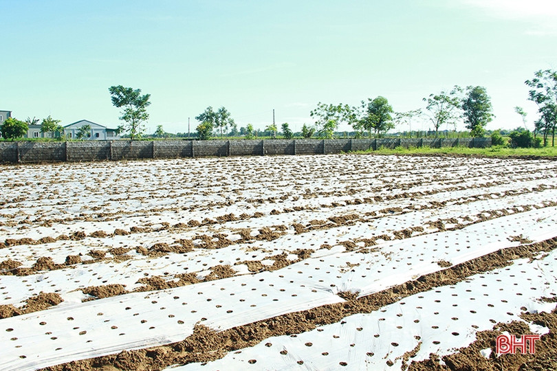 Nông dân Nghi Xuân tập trung xuống đồng gieo trỉa lạc thu đông