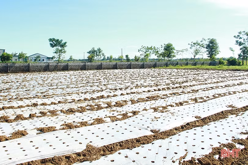 Nông dân Nghi Xuân tập trung xuống đồng gieo trỉa lạc thu đông