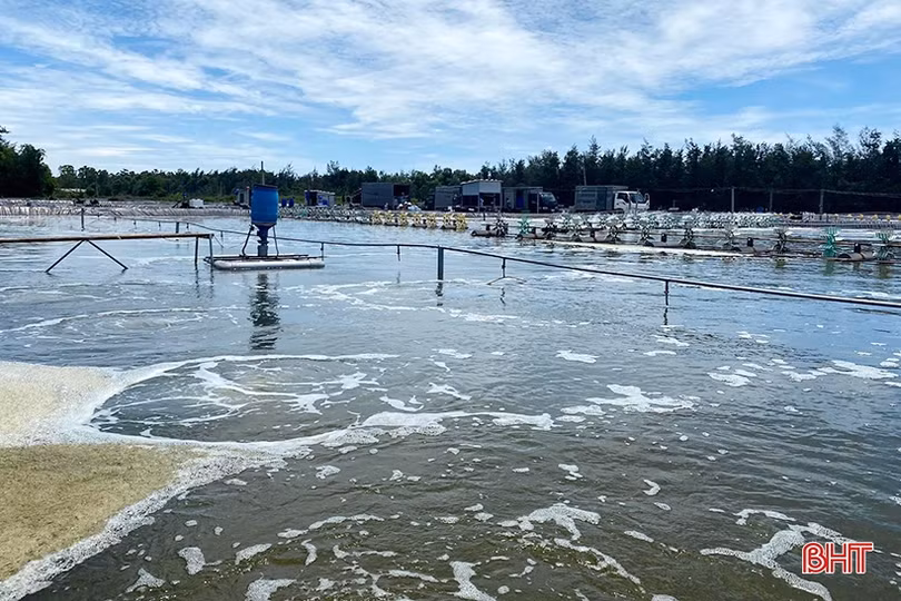 Vì sao giá tôm thương phẩm tăng cao, nông dân Hà Tĩnh vẫn kém vui?