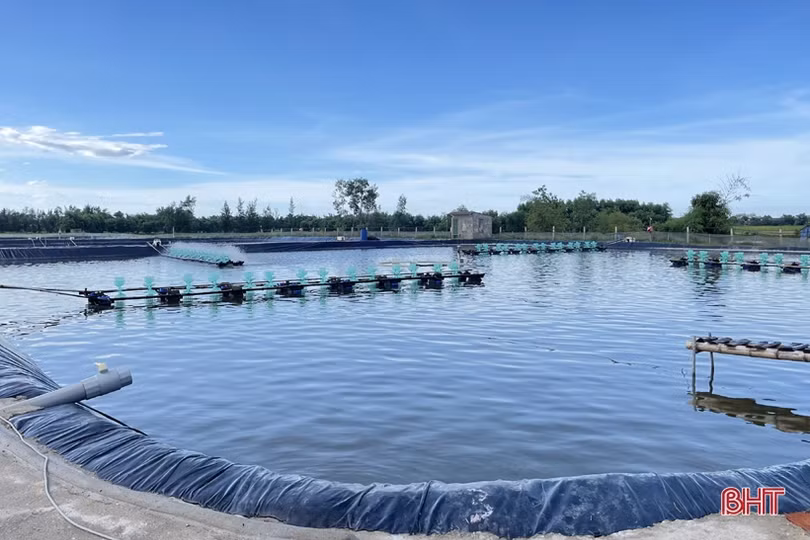 Nuôi tôm thâm canh 3 giai đoạn, nông dân Hà Tĩnh thu lãi hàng trăm triệu