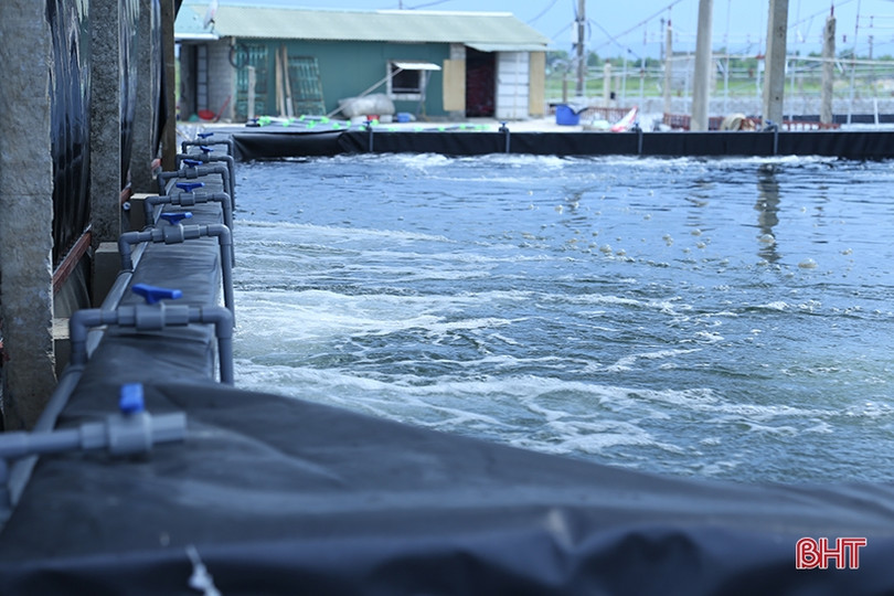 Nuôi tôm thâm canh 3 giai đoạn ở TP Hà Tĩnh “bỏ túi” hơn 500 triệu đồng/ha