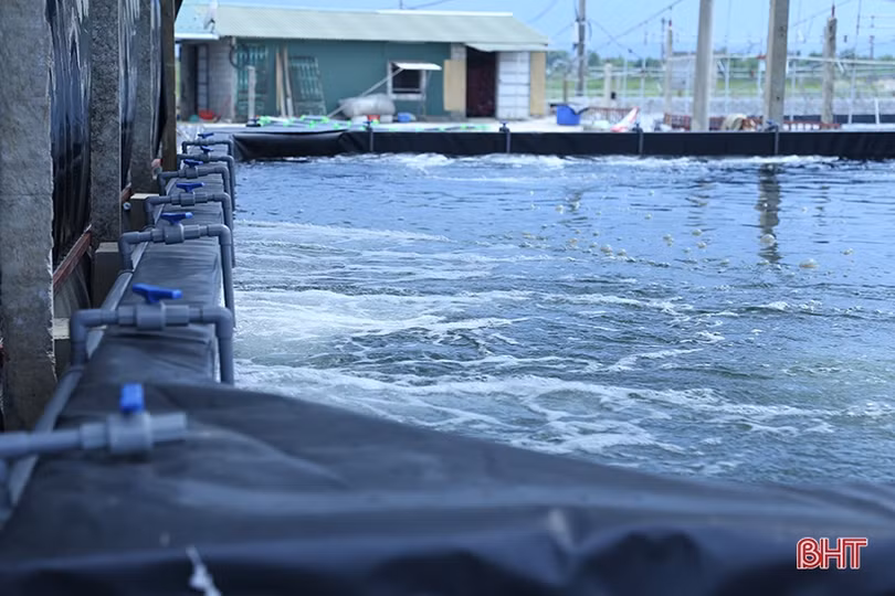 Nuôi tôm thâm canh 3 giai đoạn ở TP Hà Tĩnh “bỏ túi” hơn 500 triệu đồng/ha