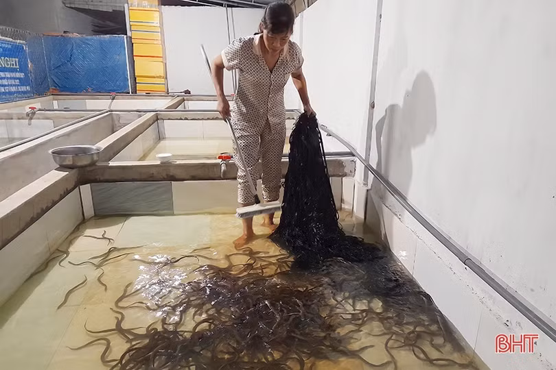 Hỗ trợ phụ nữ Hồng Lĩnh phát triển kinh tế, mạnh dạn làm giàu