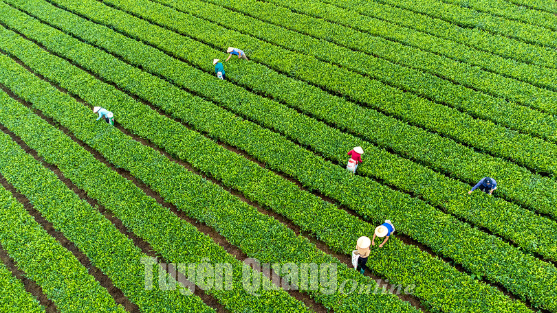 Về Tuyên Quang xem Lễ hội Thành Tuyên