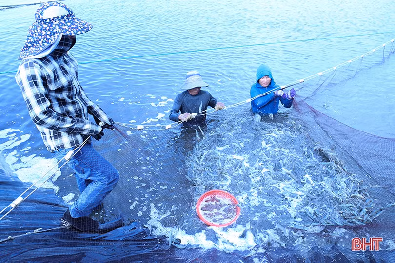 Vì sao giá tôm thương phẩm tăng cao, nông dân Hà Tĩnh vẫn kém vui?