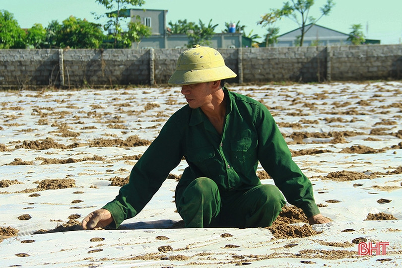 Nông dân Nghi Xuân tập trung xuống đồng gieo trỉa lạc thu đông