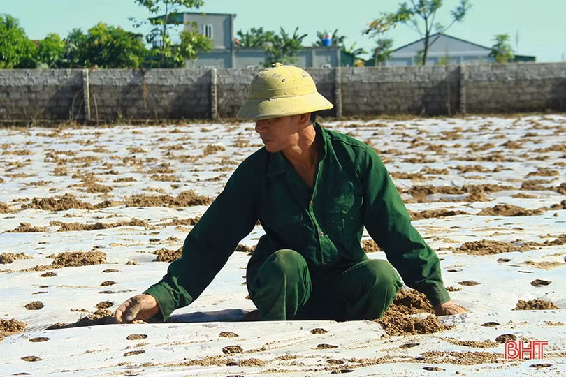 Nông dân Nghi Xuân tập trung xuống đồng gieo trỉa lạc thu đông