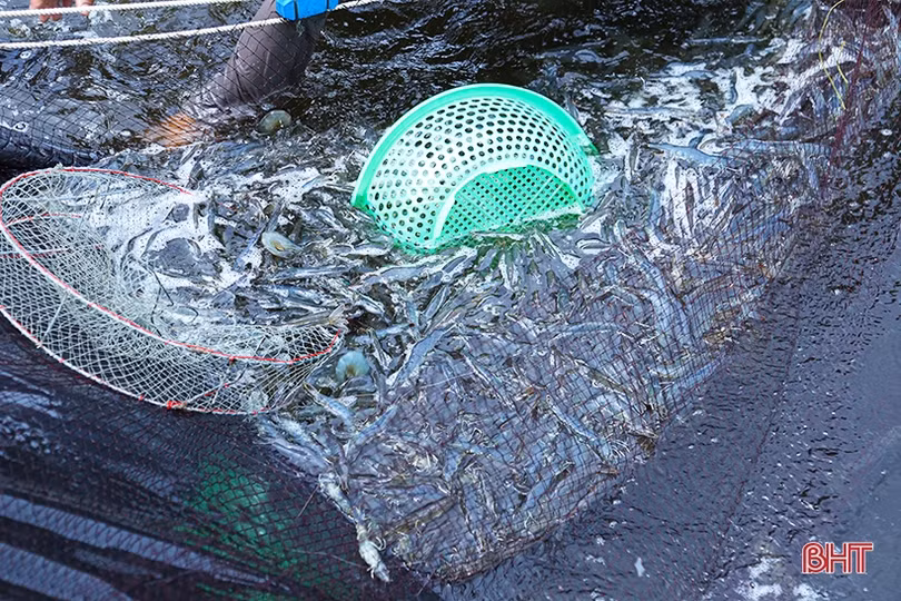 Nuôi tôm thâm canh 3 giai đoạn ở TP Hà Tĩnh “bỏ túi” hơn 500 triệu đồng/ha