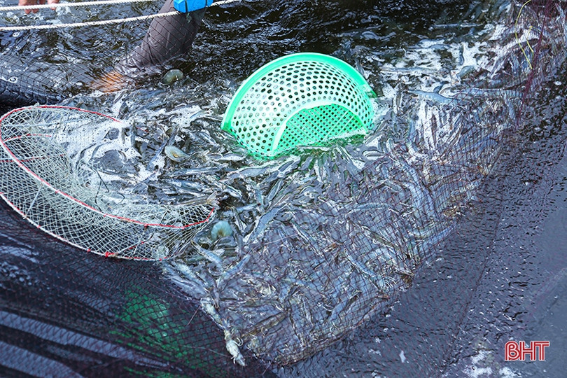 Nuôi tôm thâm canh 3 giai đoạn ở TP Hà Tĩnh “bỏ túi” hơn 500 triệu đồng/ha