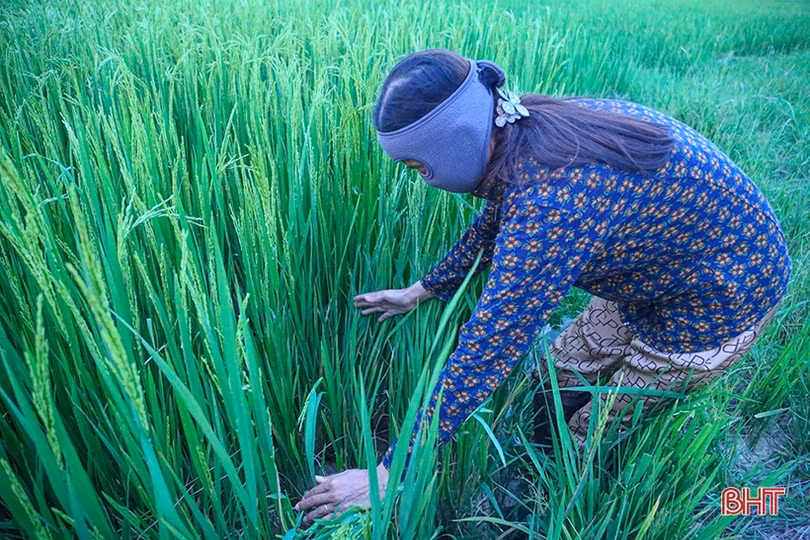 Rầy nâu, rầy lưng trắng, bệnh bạc lá “đe dọa năng suất lúa hè thu