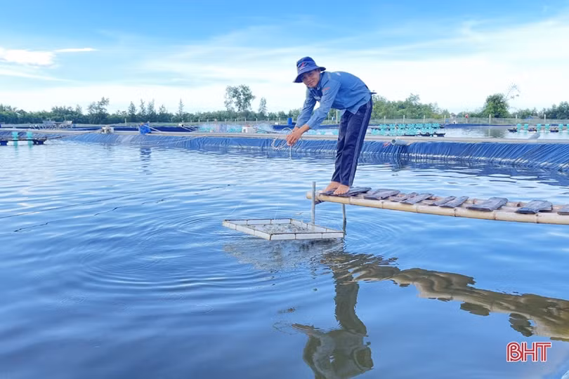 Nuôi tôm thâm canh 3 giai đoạn, nông dân Hà Tĩnh thu lãi hàng trăm triệu