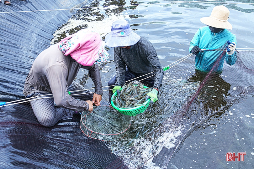 Nuôi tôm thâm canh 3 giai đoạn ở TP Hà Tĩnh “bỏ túi” hơn 500 triệu đồng/ha