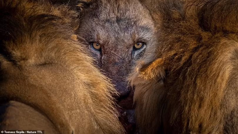 Mãn nhãn với loạt ảnh đoạt giải cuộc thi ảnh thiên nhiên Nature TTL 2022