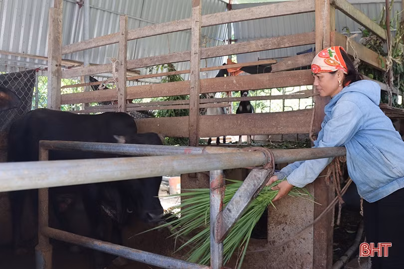 Hỗ trợ phụ nữ Hồng Lĩnh phát triển kinh tế, mạnh dạn làm giàu