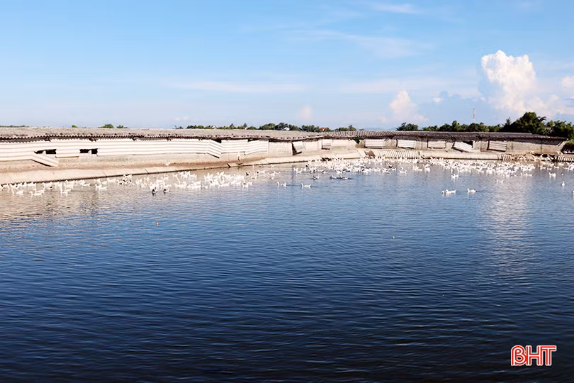 Nông dân TP Hà Tĩnh “biến” những ruộng lúa kém năng suất thành các mô hình kinh tế tiền tỷ