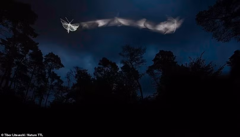 Mãn nhãn với loạt ảnh đoạt giải cuộc thi ảnh thiên nhiên Nature TTL 2022