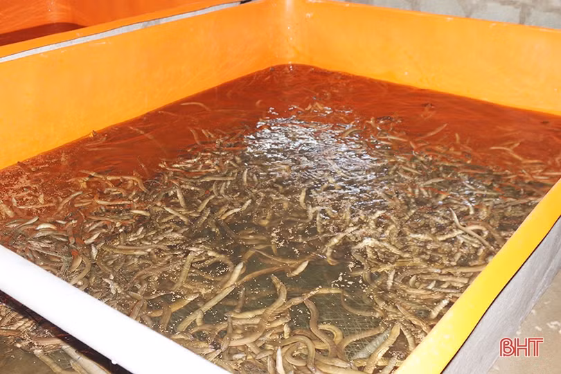 Hỗ trợ phụ nữ Hồng Lĩnh phát triển kinh tế, mạnh dạn làm giàu