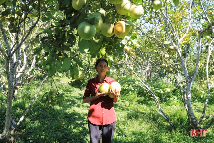 Vợ chồng lão nông miền núi Hà Tĩnh thoát nghèo, vươn lên làm giàu