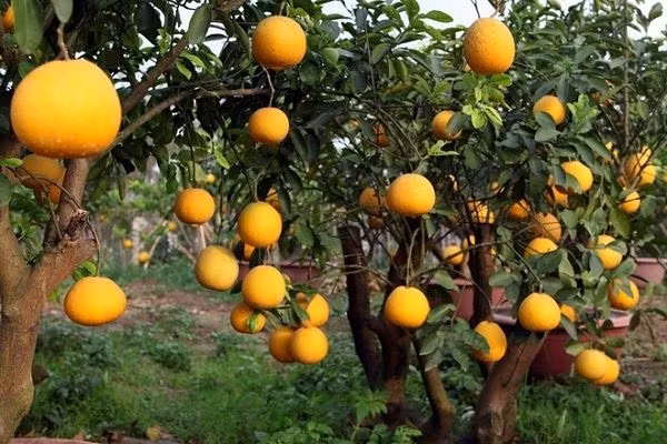 Bưởi không chỉ bổ dưỡng mà còn là vị thuốc quý