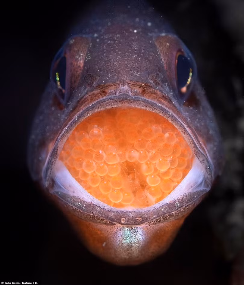 Mãn nhãn với loạt ảnh đoạt giải cuộc thi ảnh thiên nhiên Nature TTL 2022