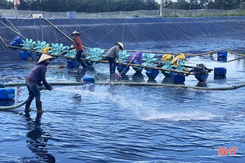 Nuôi tôm thâm canh 3 giai đoạn, nông dân Hà Tĩnh thu lãi hàng trăm triệu