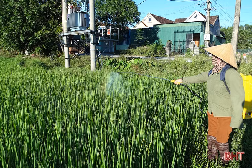 Rầy nâu, rầy lưng trắng, bệnh bạc lá “đe dọa năng suất lúa hè thu