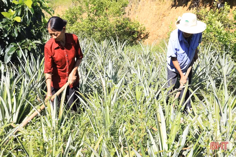 Vợ chồng lão nông miền núi Hà Tĩnh thoát nghèo, vươn lên làm giàu
