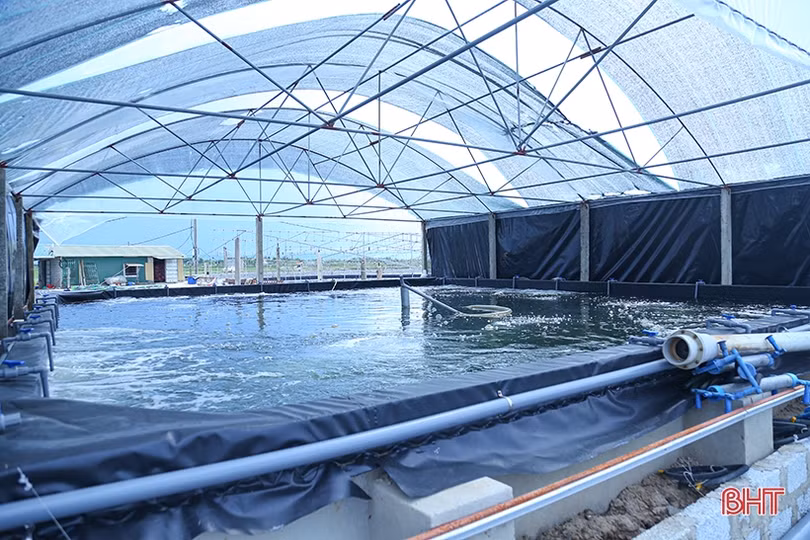 Nuôi tôm thâm canh 3 giai đoạn ở TP Hà Tĩnh “bỏ túi” hơn 500 triệu đồng/ha