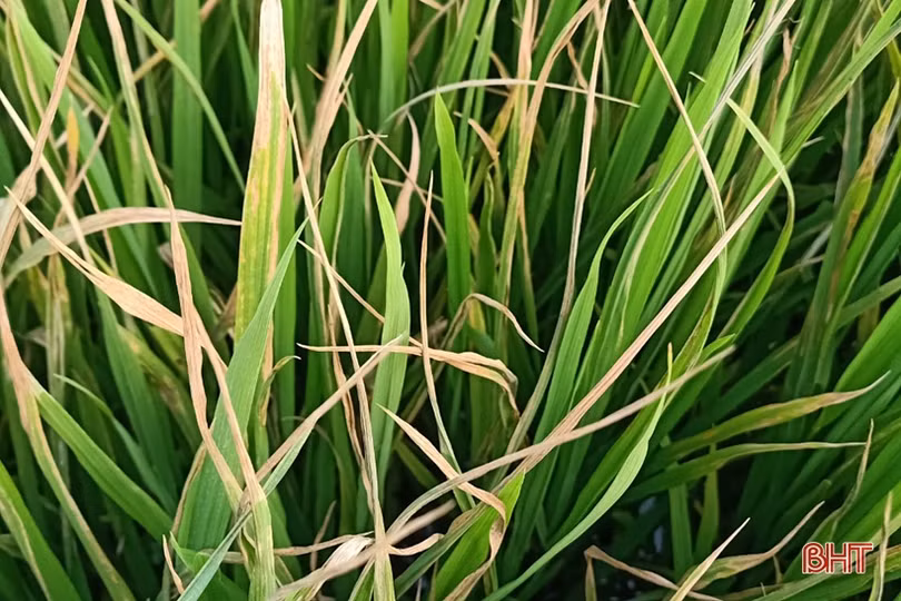 Rầy nâu, rầy lưng trắng, bệnh bạc lá “đe dọa năng suất lúa hè thu