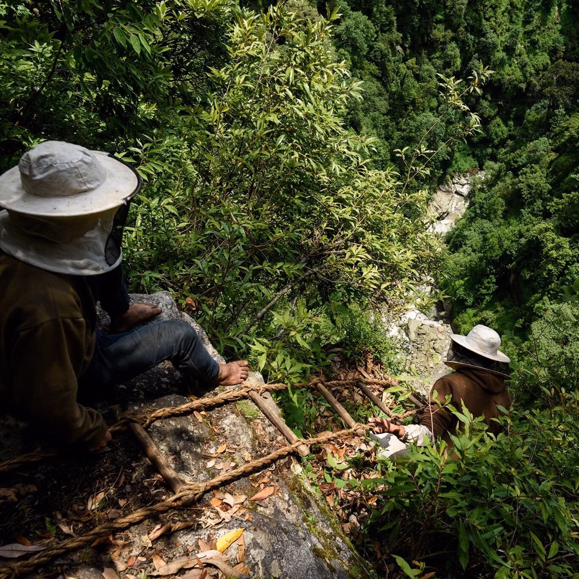 Hành trình săn mật loài ong lớn nhất thế giới ở Nepal