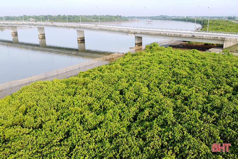 Ngắm những thảm hoa rừng ngập mặn xanh mát ở Hà Tĩnh