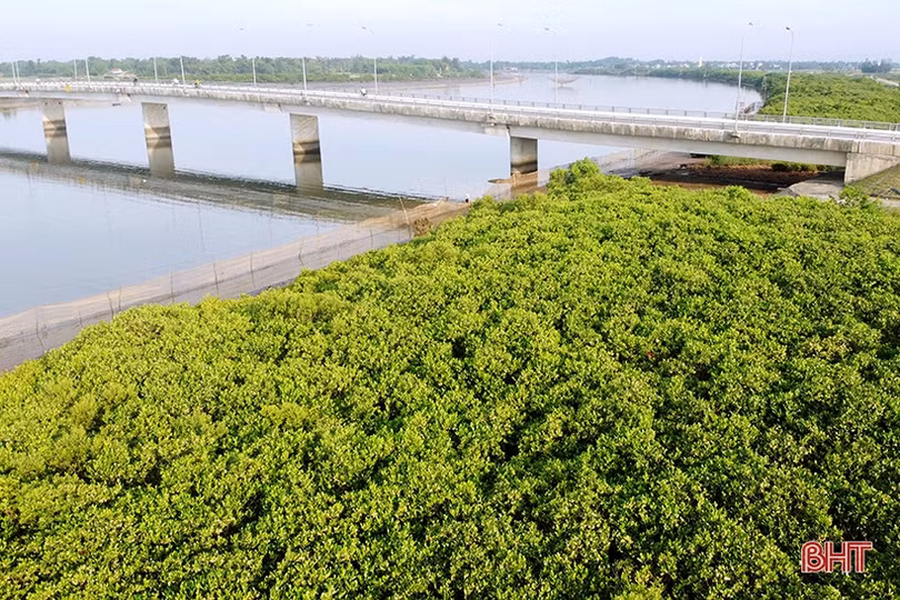 Ngắm những thảm hoa rừng ngập mặn xanh mát ở Hà Tĩnh