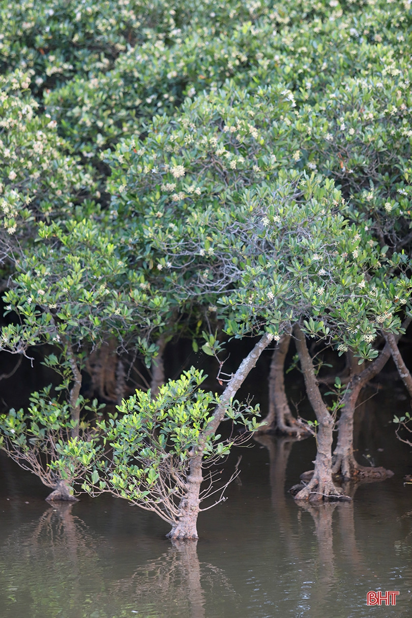 Ngắm những thảm hoa rừng ngập mặn xanh mát ở Hà Tĩnh