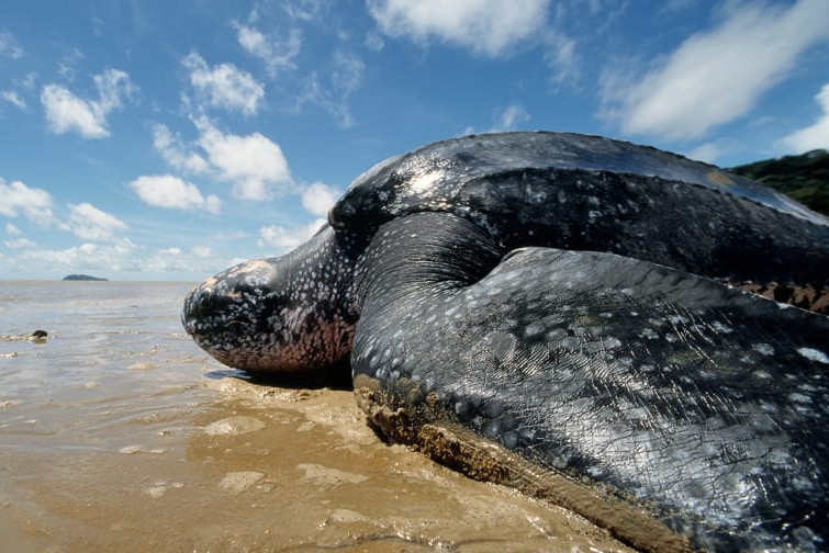 Ngắm trụ sở của Apple đẹp như phi thuyền