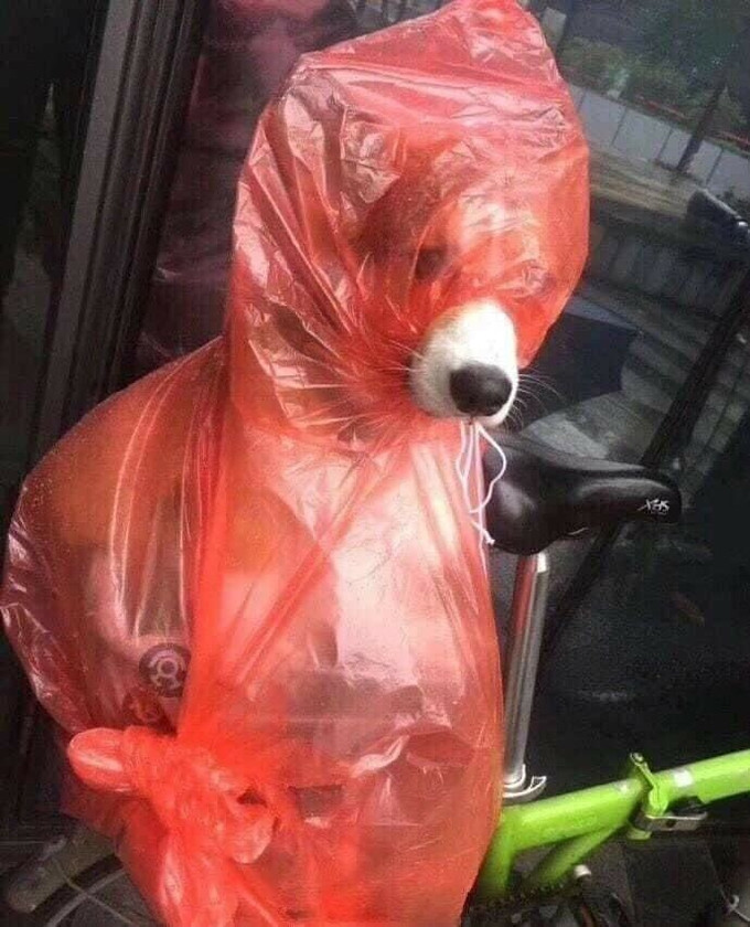 Cún hóa ninja khi trời mưa