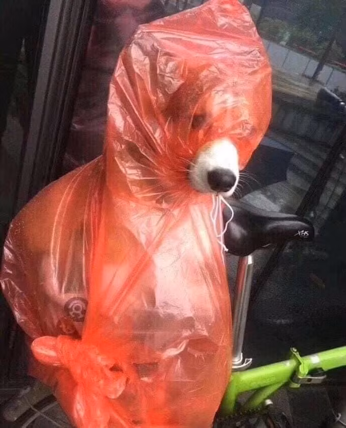 Cún hóa ninja khi trời mưa