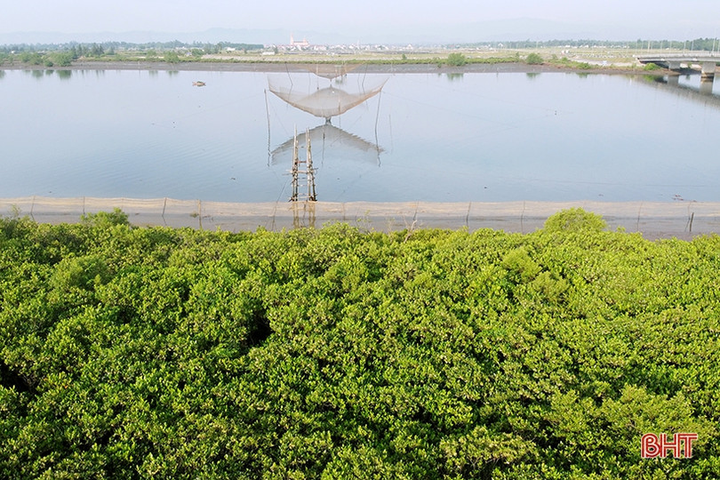 Ngắm những thảm hoa rừng ngập mặn xanh mát ở Hà Tĩnh