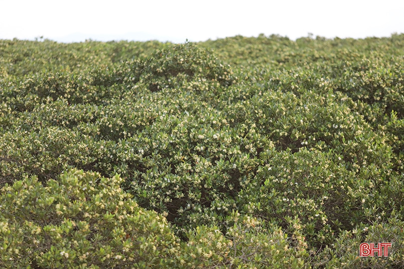 Ngắm những thảm hoa rừng ngập mặn xanh mát ở Hà Tĩnh