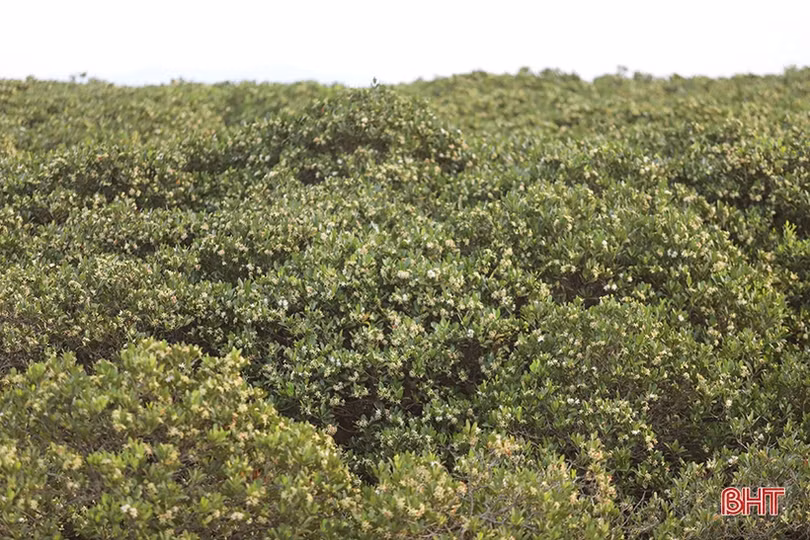 Ngắm những thảm hoa rừng ngập mặn xanh mát ở Hà Tĩnh