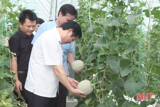 Phó Chủ tịch UBND tỉnh Hà Tĩnh kiểm tra mô hình dưa lưới tại Cẩm Xuyên