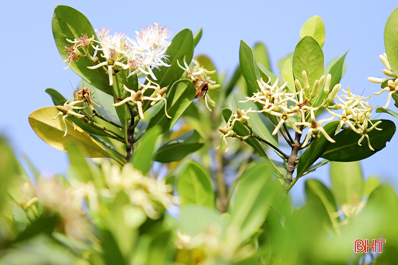 Ngắm những thảm hoa rừng ngập mặn xanh mát ở Hà Tĩnh