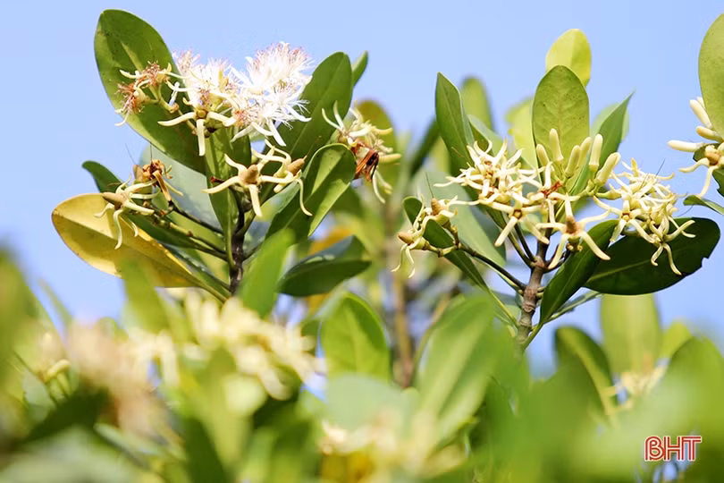 Ngắm những thảm hoa rừng ngập mặn xanh mát ở Hà Tĩnh