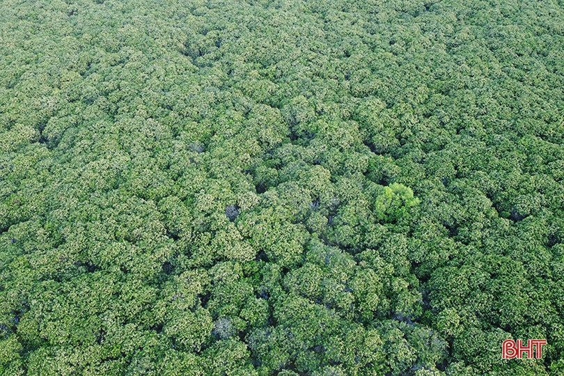 Xuân về, mận nở bung trắng sườn đồi