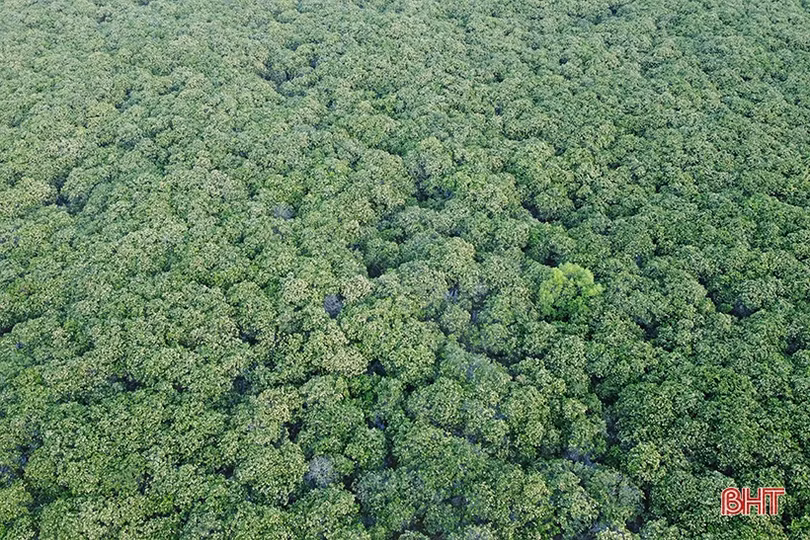 Xuân về, mận nở bung trắng sườn đồi