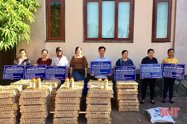15.000 con gà giống được trao cho các hộ dân ở Thạch Hà