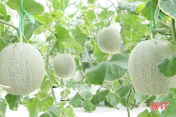 Phó Chủ tịch UBND tỉnh Hà Tĩnh kiểm tra mô hình dưa lưới tại Cẩm Xuyên