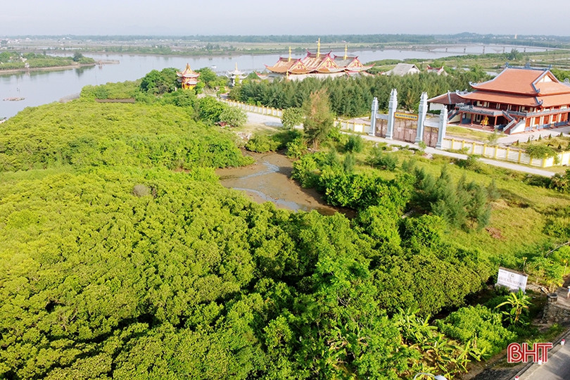 Ngắm những thảm hoa rừng ngập mặn xanh mát ở Hà Tĩnh